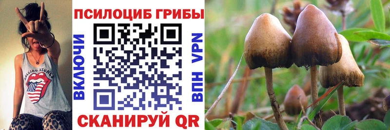 Псилоцибиновые грибы Cubensis  купить наркотик  Новосибирск 